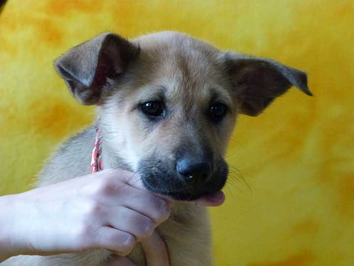 chinook puppy